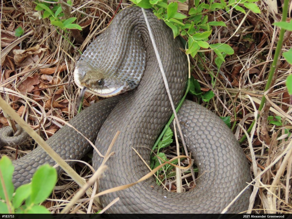 Eastern Hog-nosed Snake