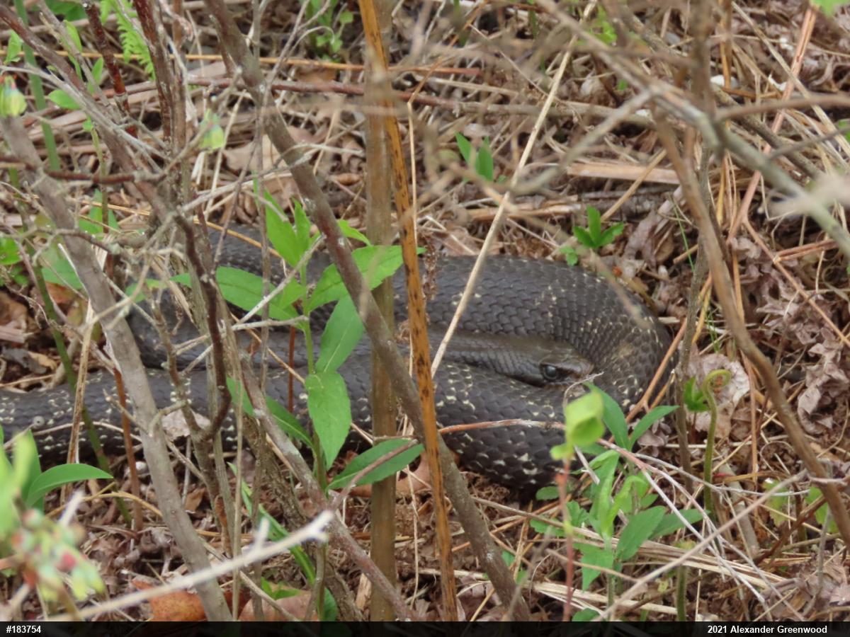 Eastern Hog-nosed Snake