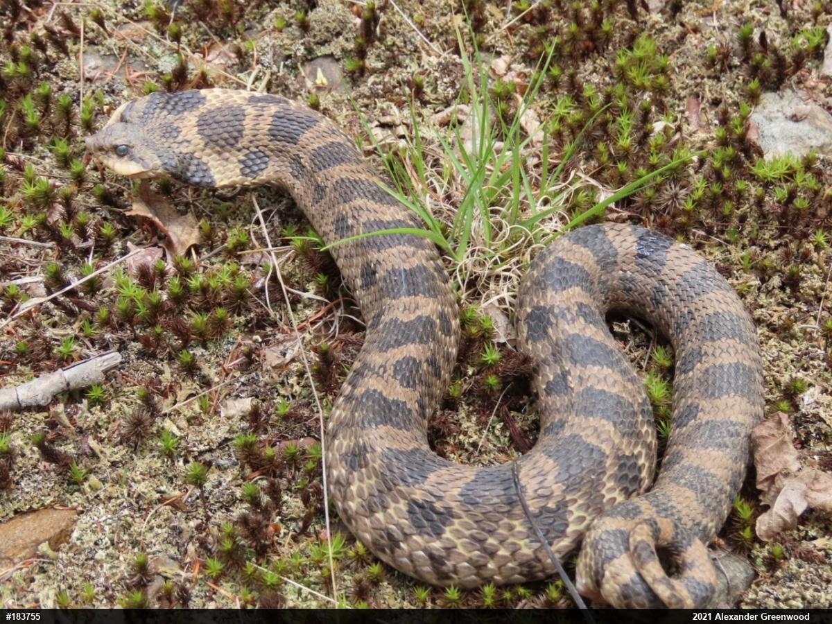 Eastern Hog-nosed Snake