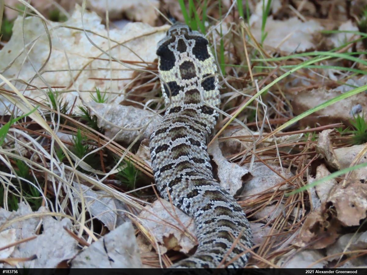 Eastern Hog-nosed Snake