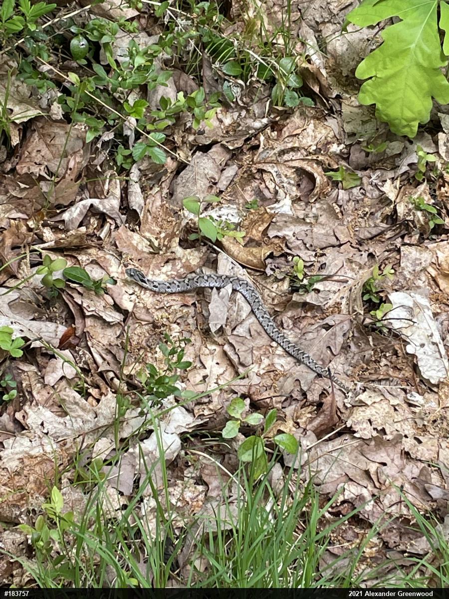 Eastern Hog-nosed Snake