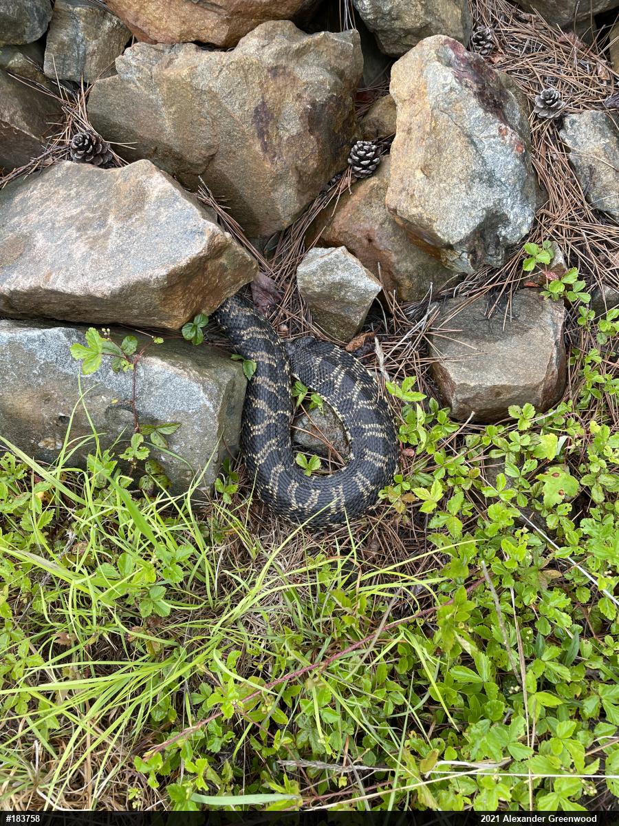 Eastern Hog-nosed Snake