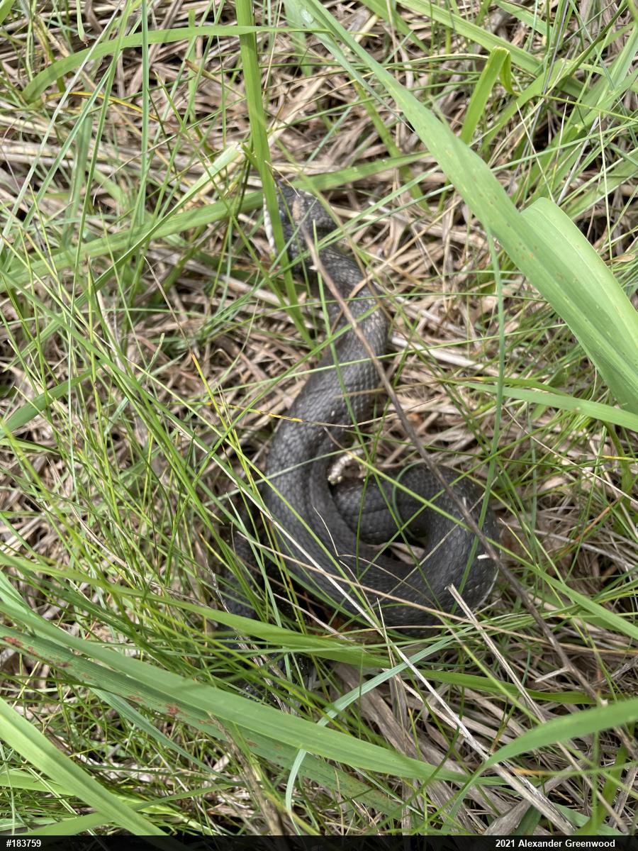 Eastern Hog-nosed Snake
