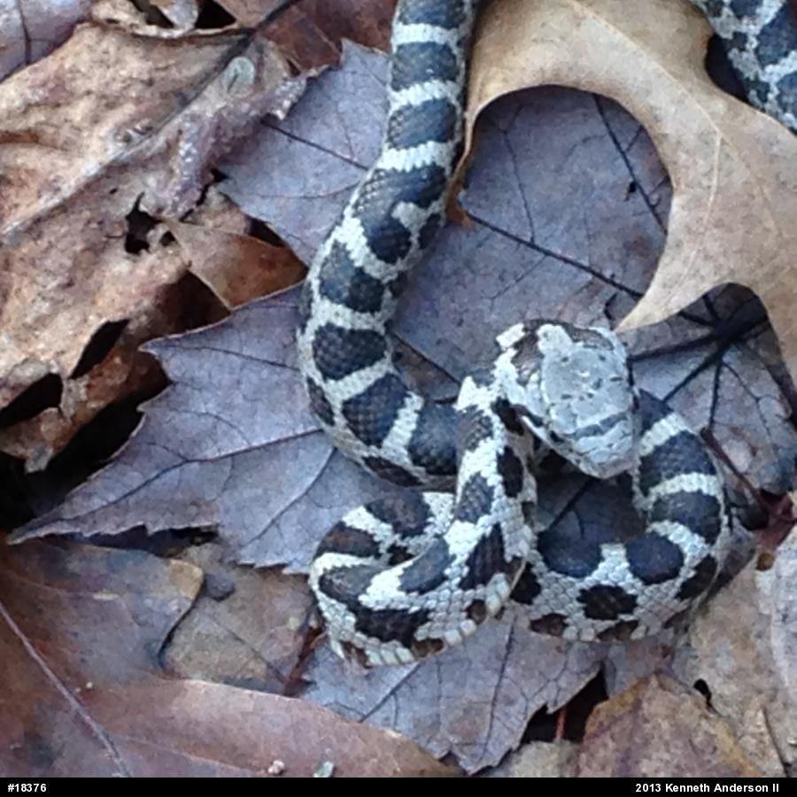 Eastern Ratsnake