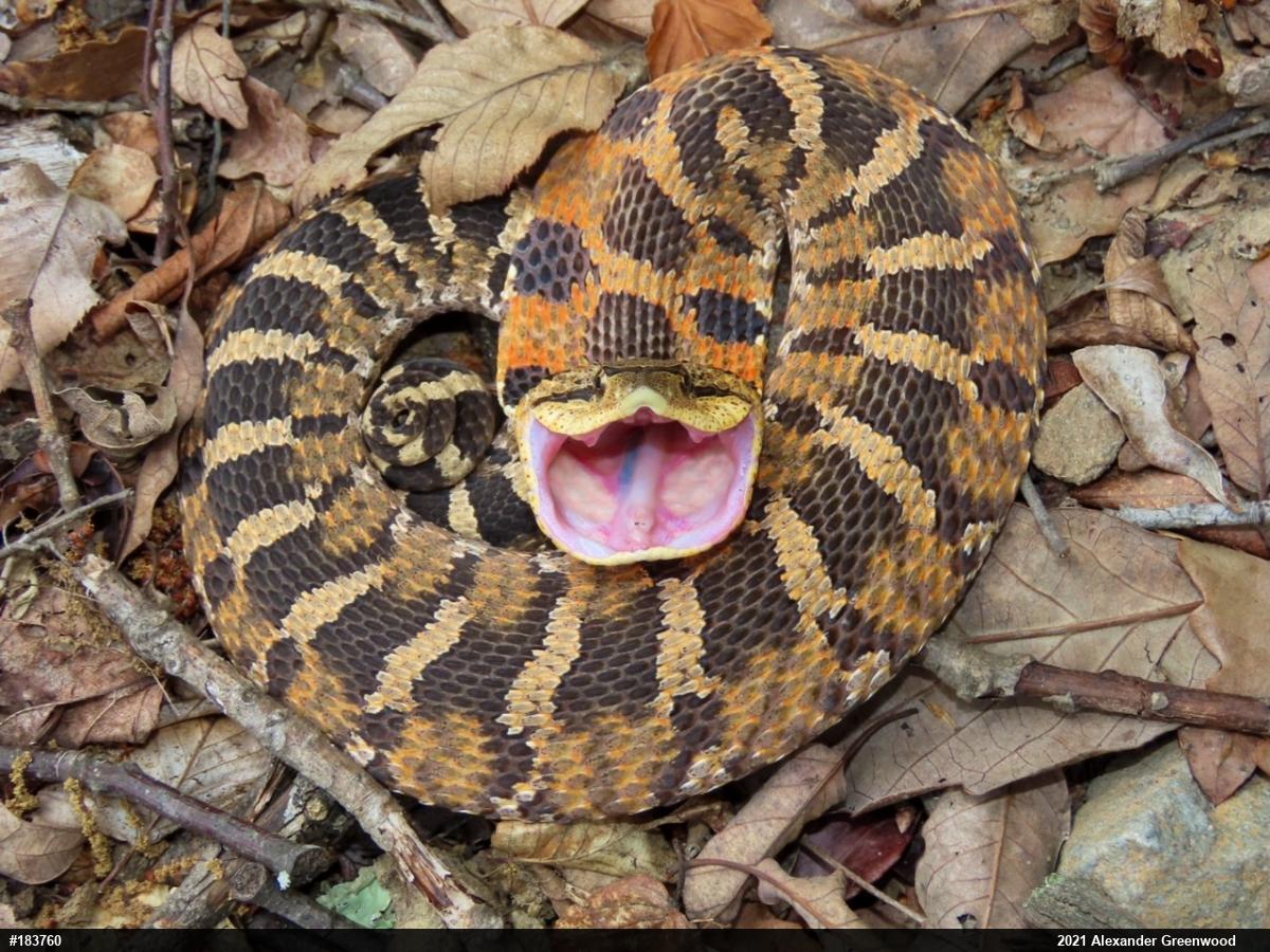 Eastern Hog-nosed Snake