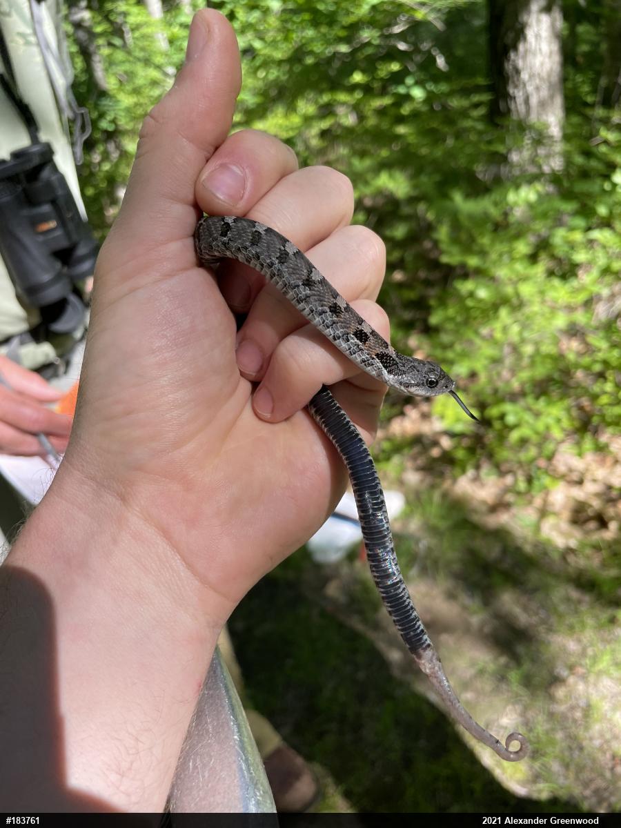 Eastern Hog-nosed Snake