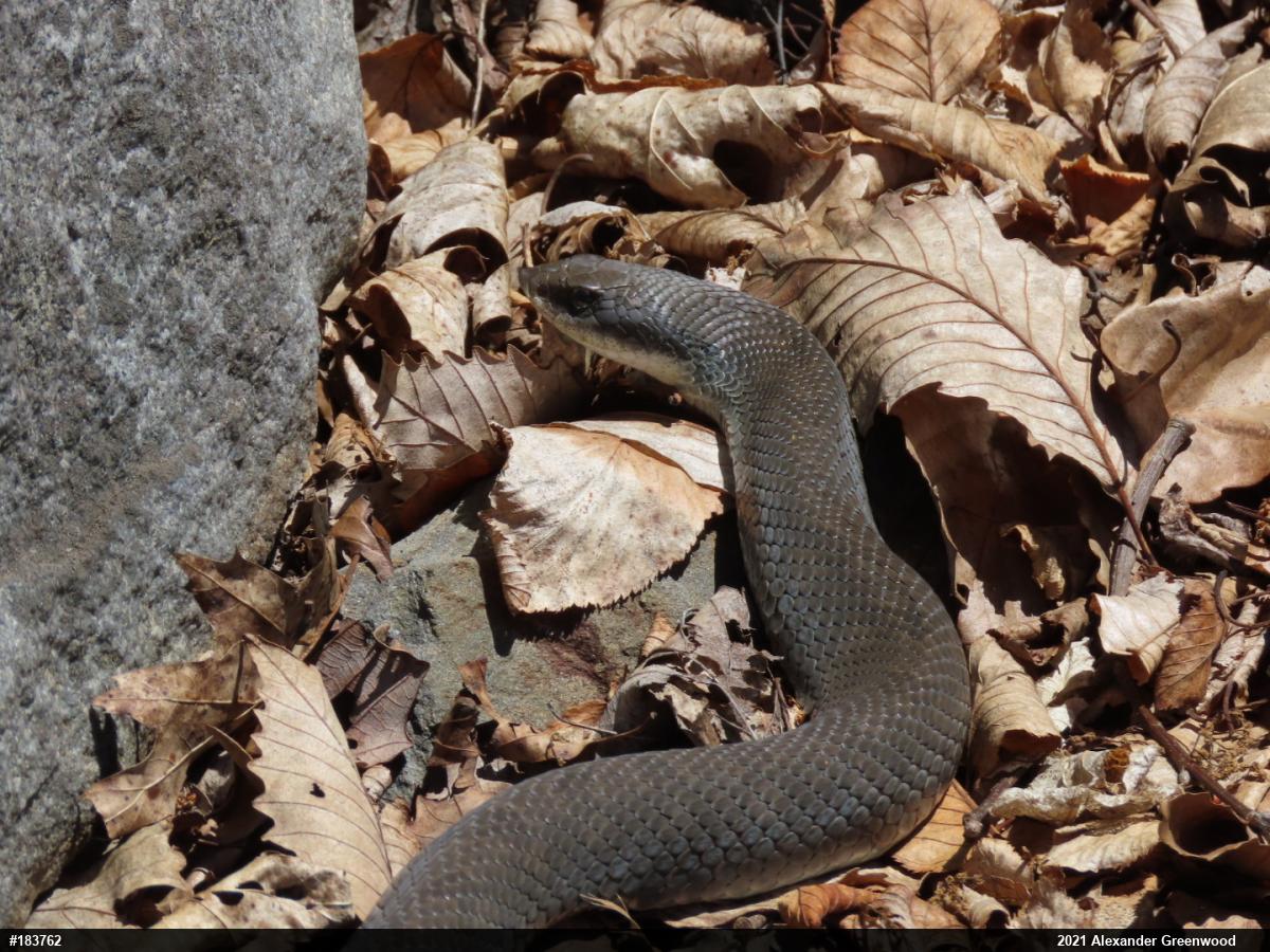 Eastern Hog-nosed Snake
