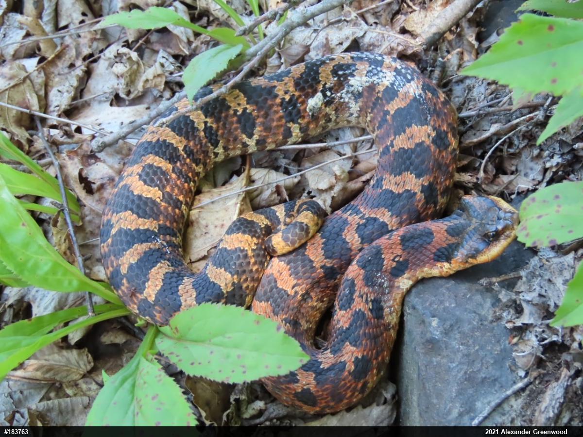 Eastern Hog-nosed Snake