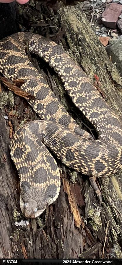 Eastern Hog-nosed Snake