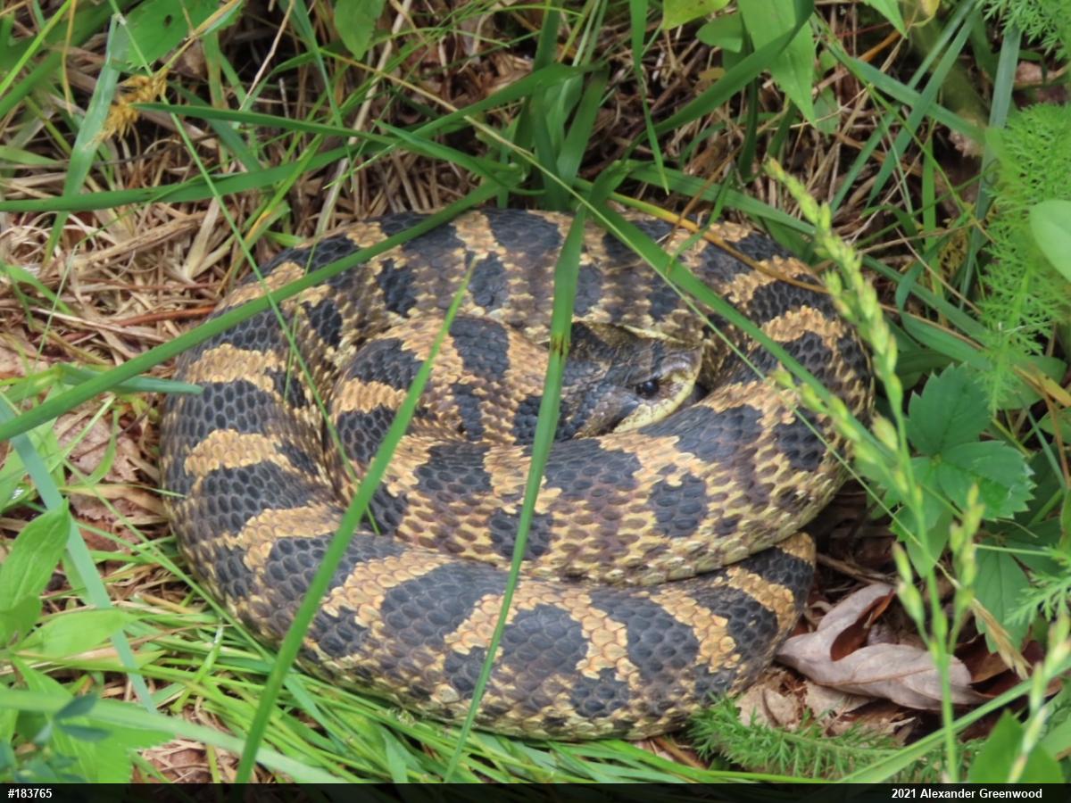 Eastern Hog-nosed Snake