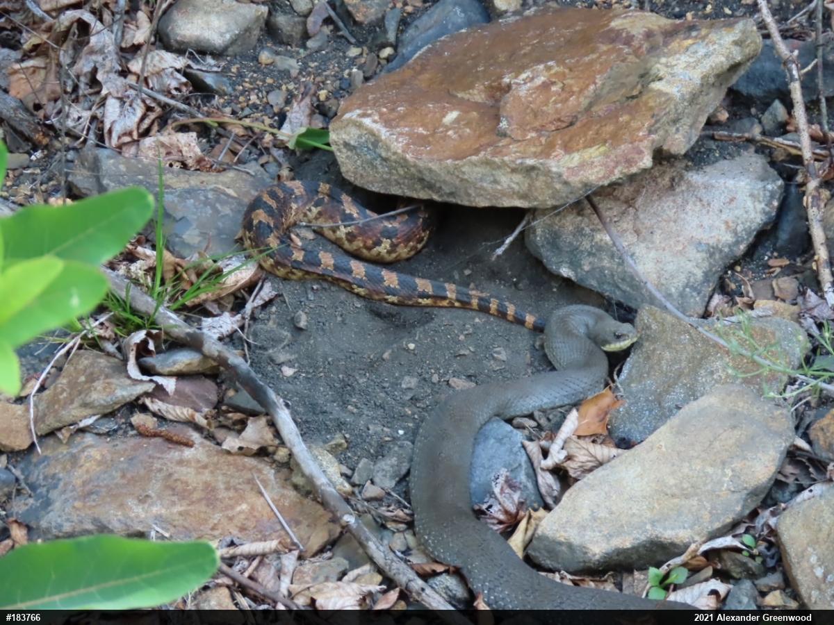 Eastern Hog-nosed Snake
