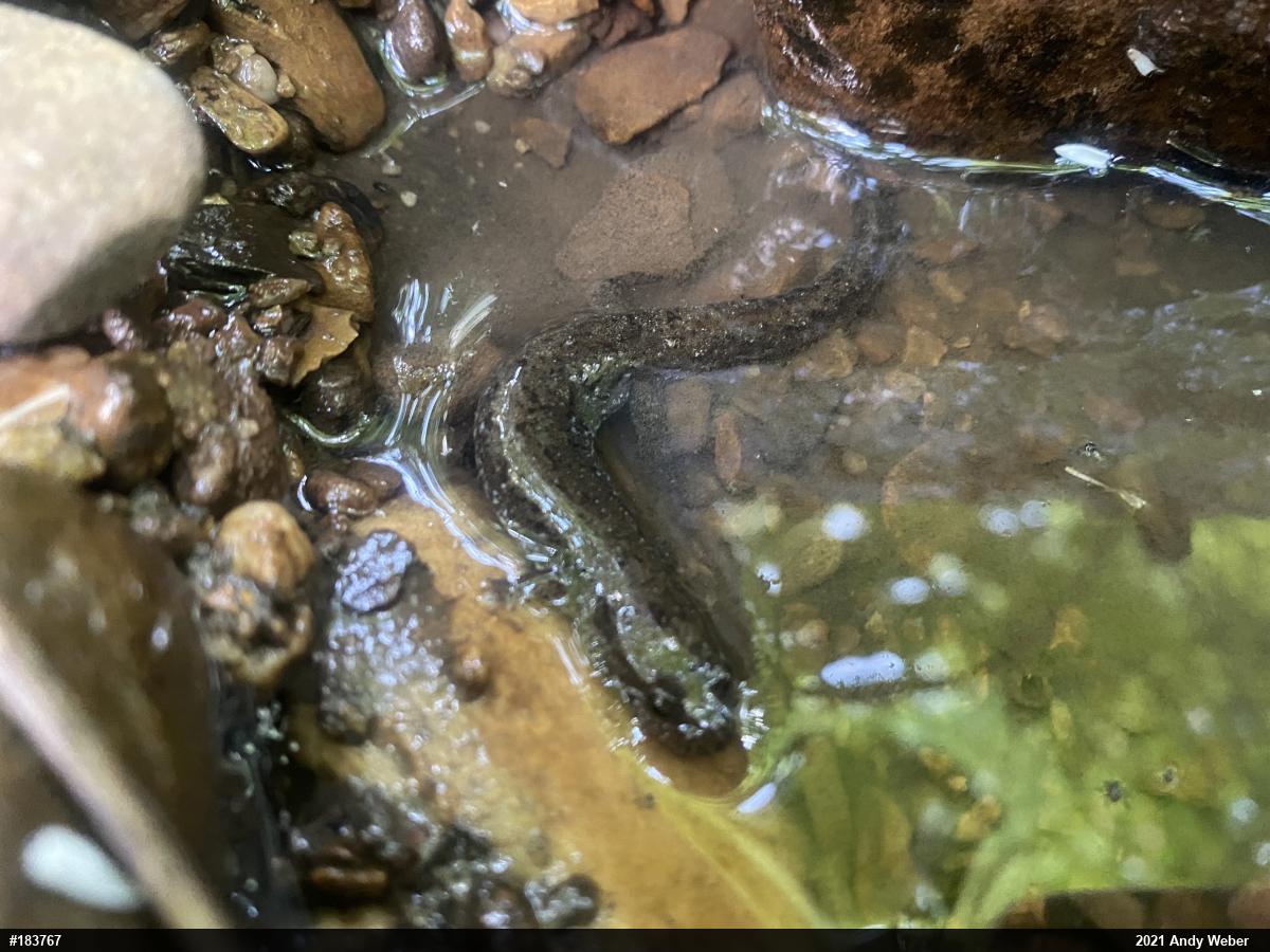 Northern Dusky Salamander