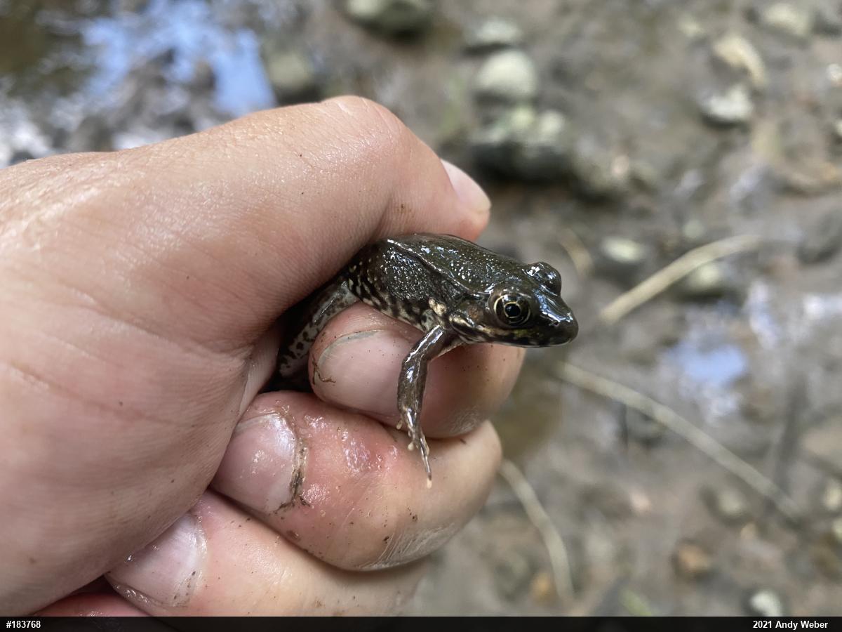 Green Frog