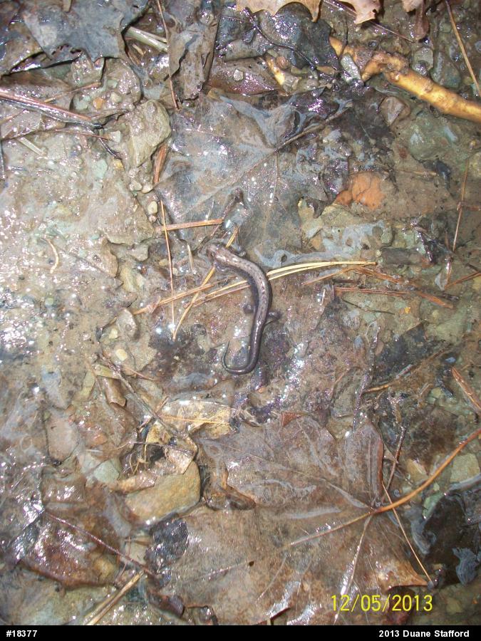 Allegheny Mountain Dusky Salamander