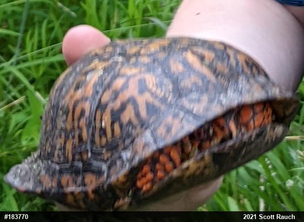 Eastern Box Turtle