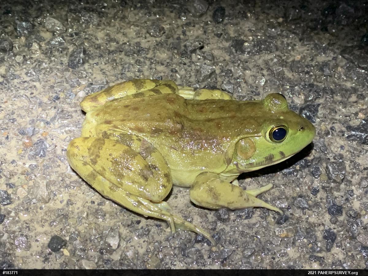 American Bullfrog