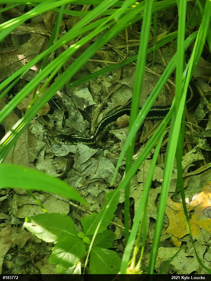 Eastern Gartersnake