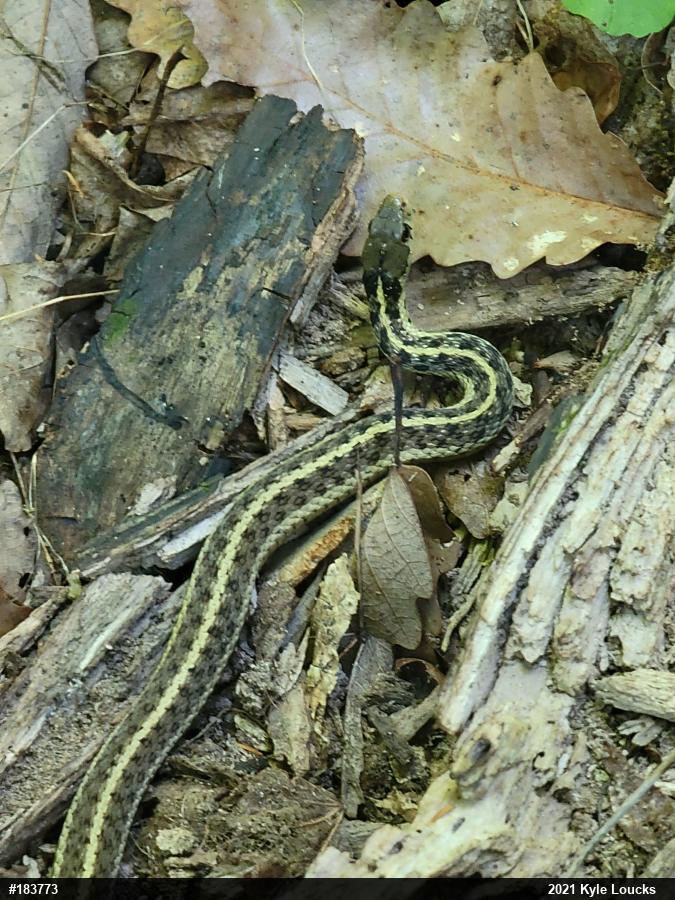 Eastern Gartersnake