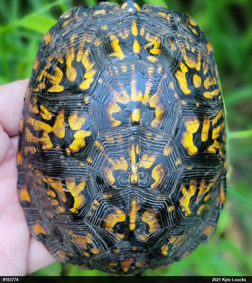 Eastern Box Turtle