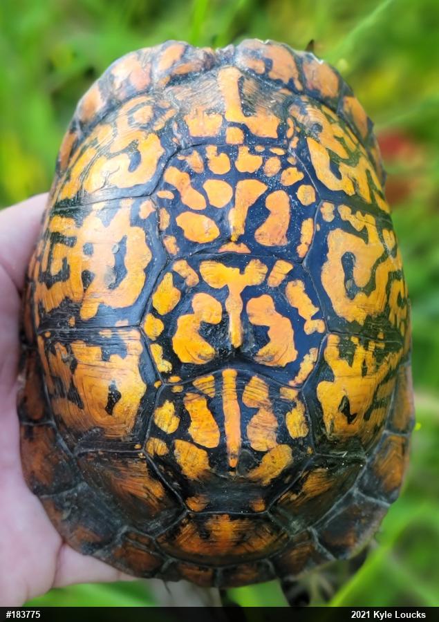 Eastern Box Turtle