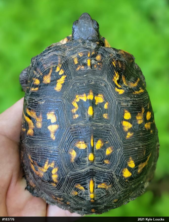Eastern Box Turtle