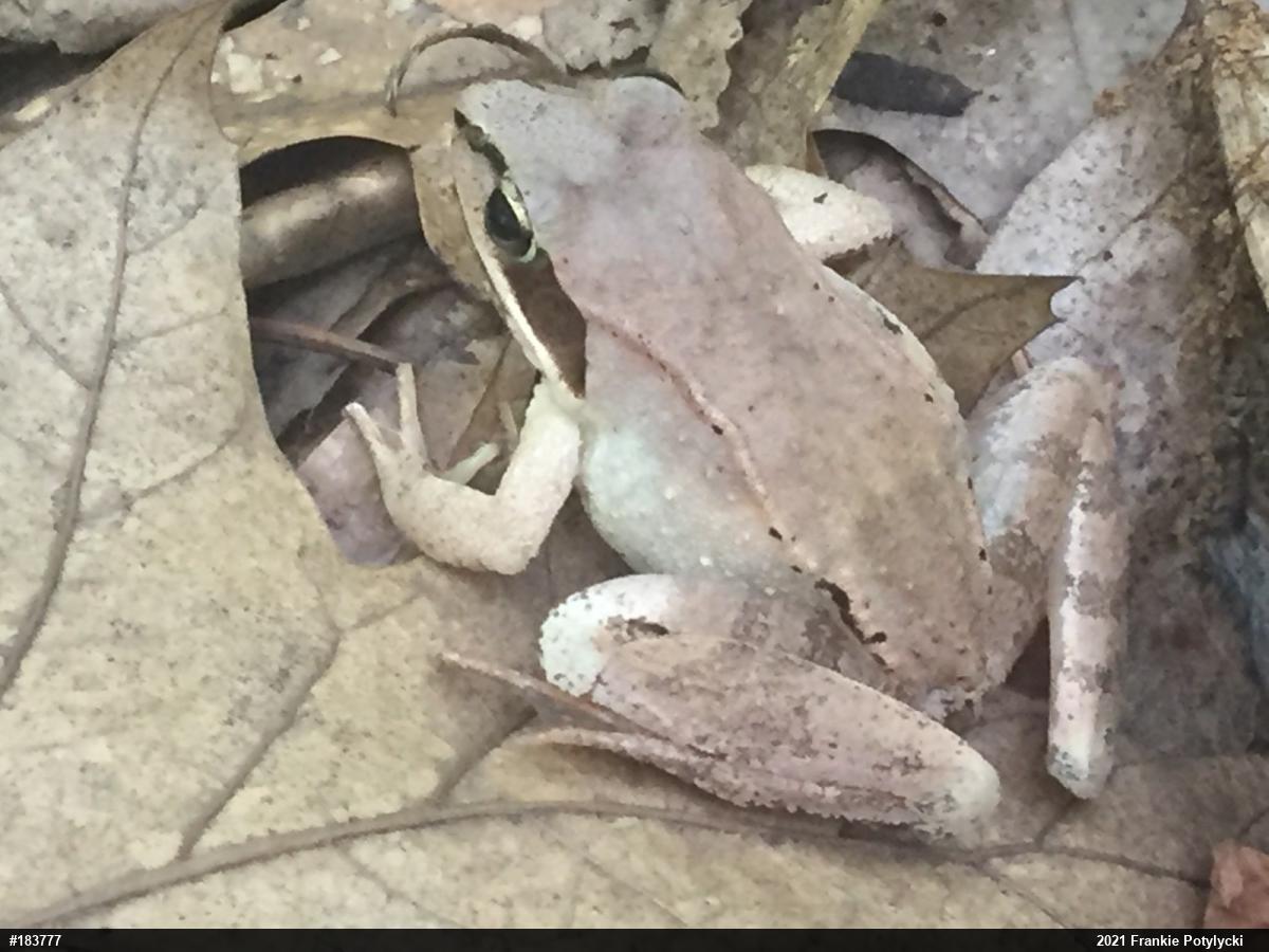 Wood Frog