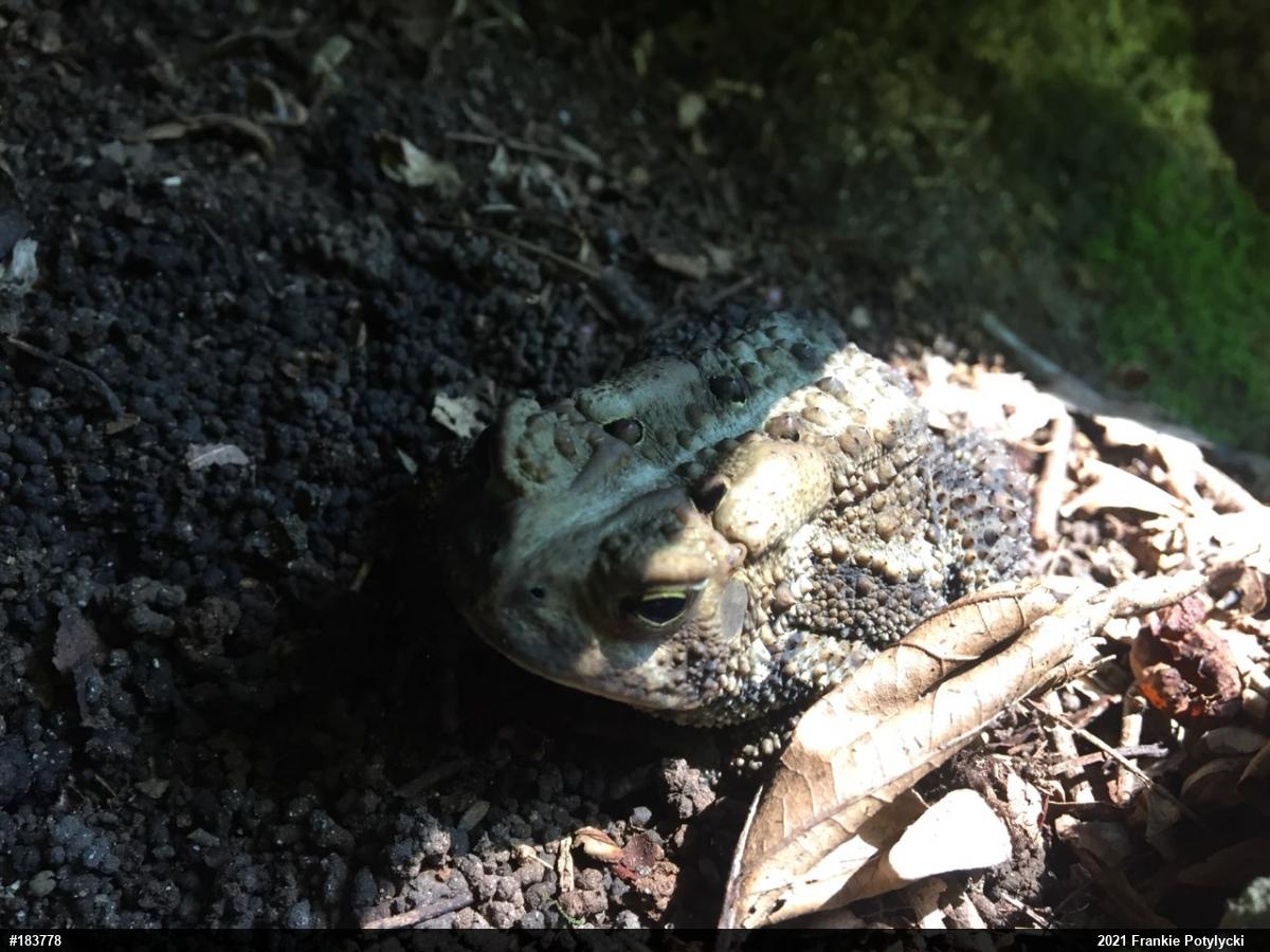 Eastern American Toad