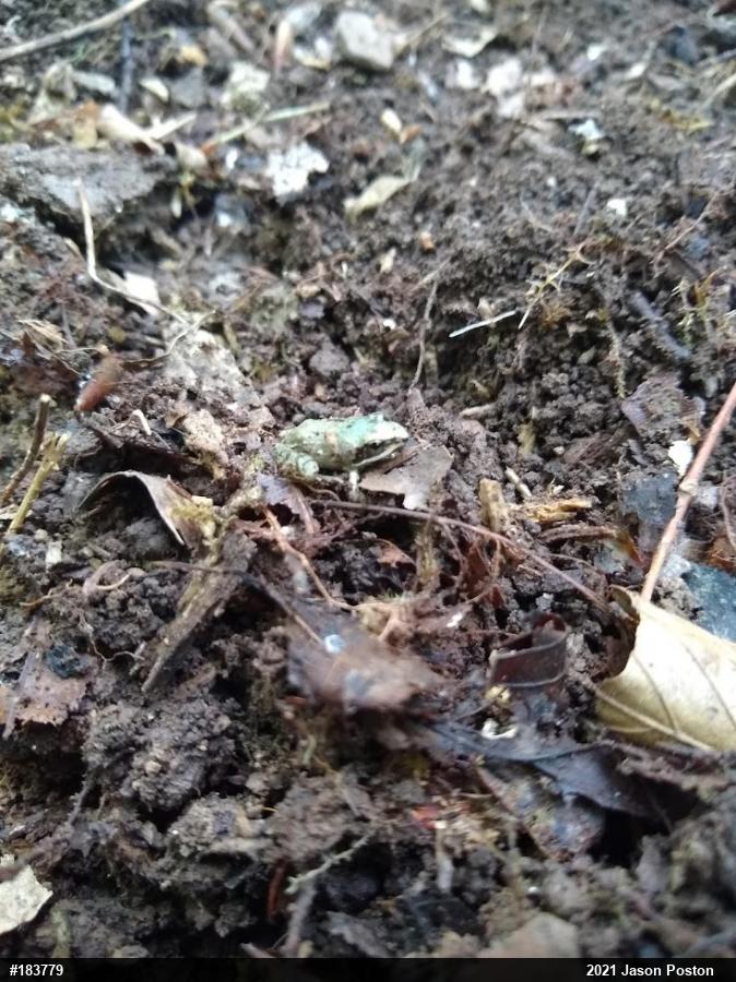 Wood Frog