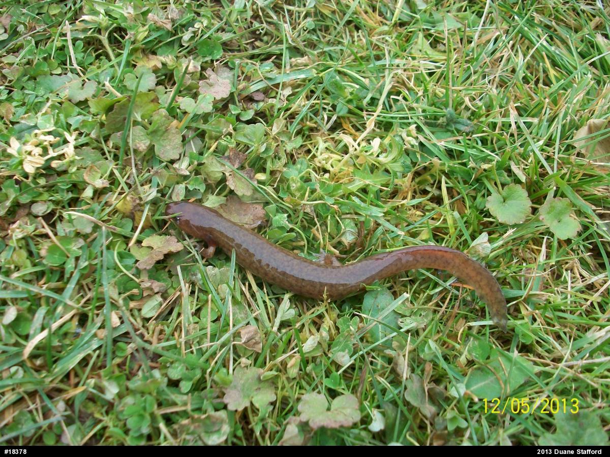 Northern Spring Salamander