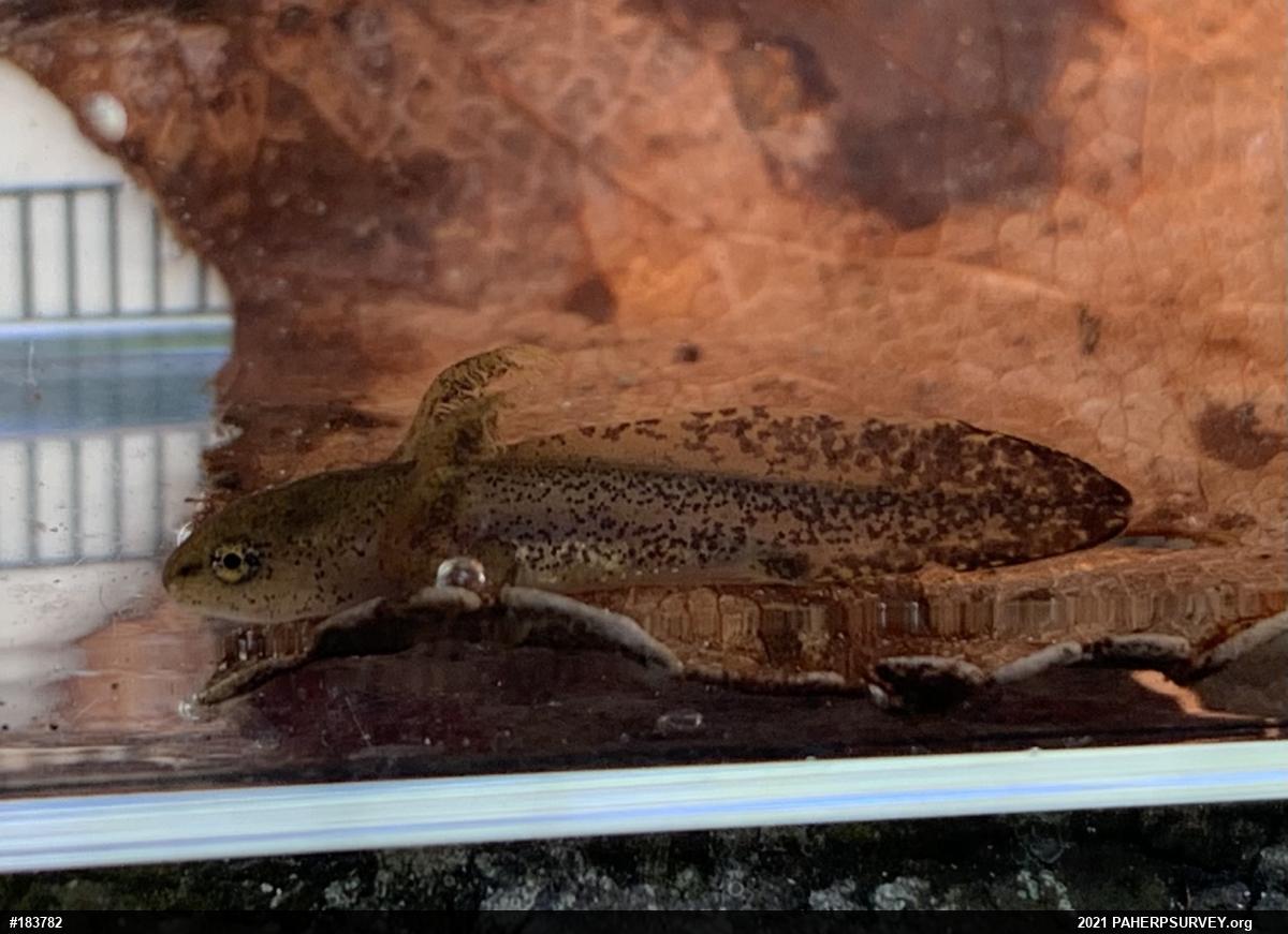 Red-spotted Newt