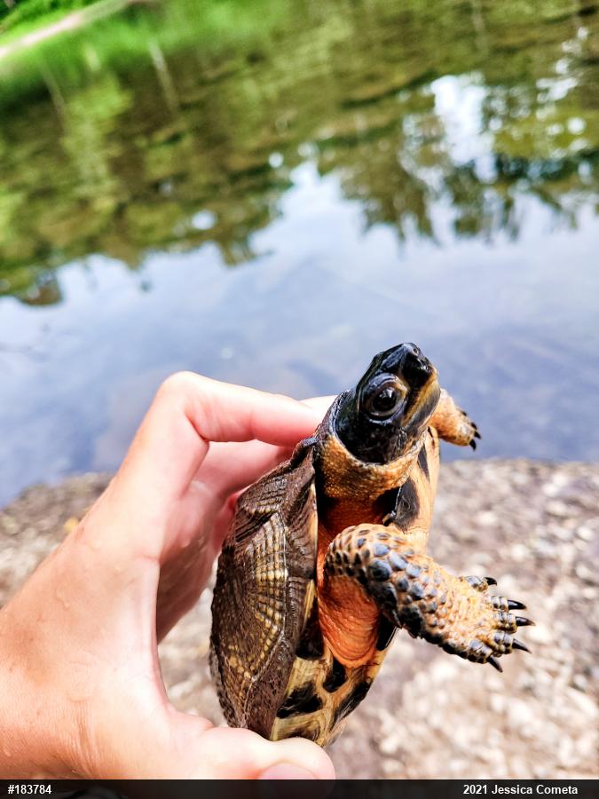Wood Turtle