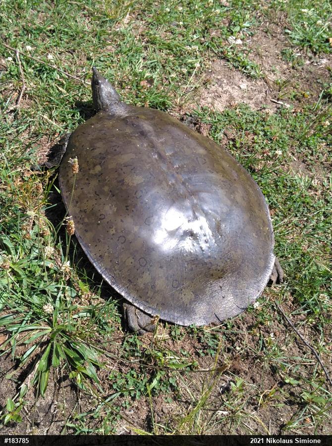 Eastern Spiny Softshell