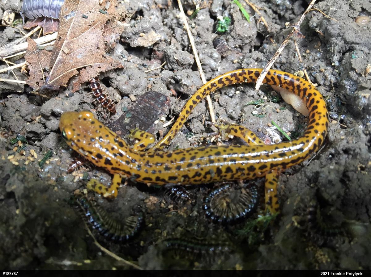 Eastern Long-tailed Salamander