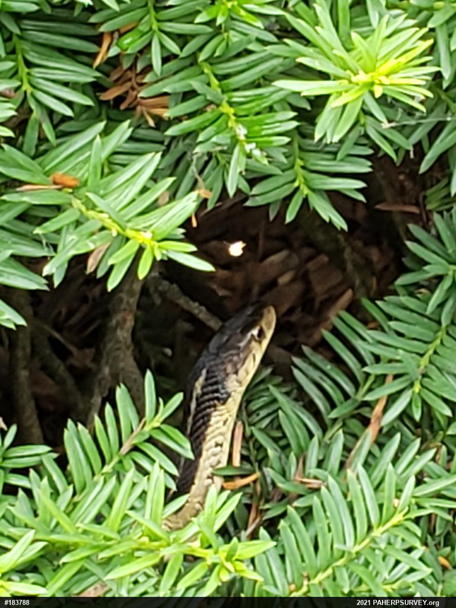 Eastern Gartersnake