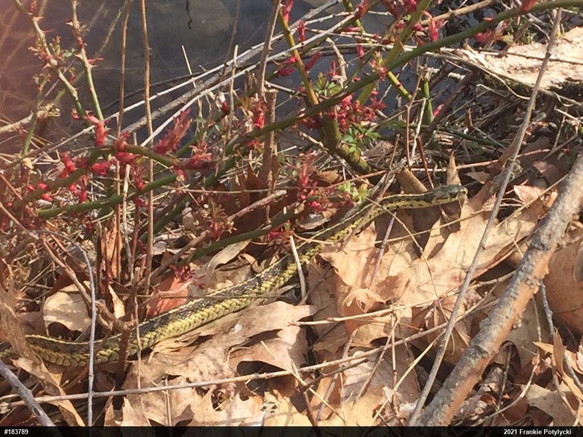 Eastern Gartersnake