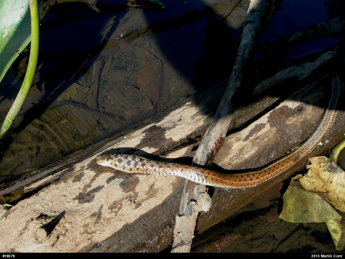 Eastern Gartersnake