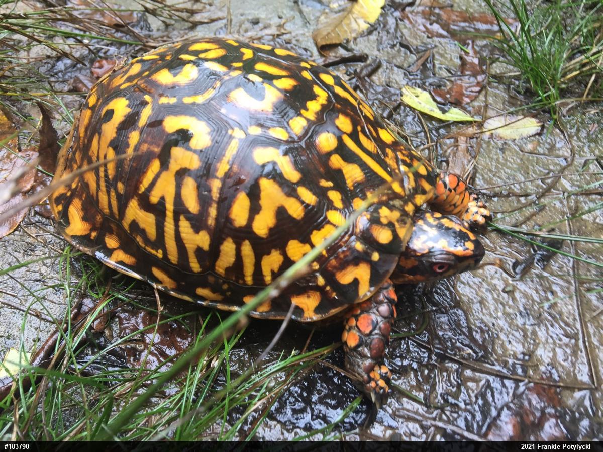 Eastern Box Turtle