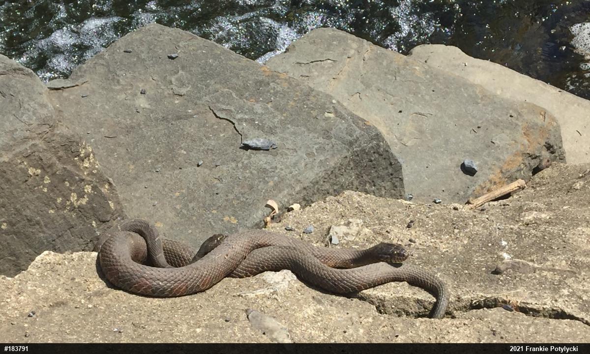 Northern Watersnake