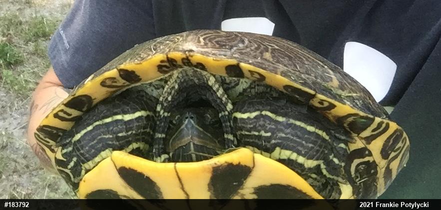 Red-eared Slider