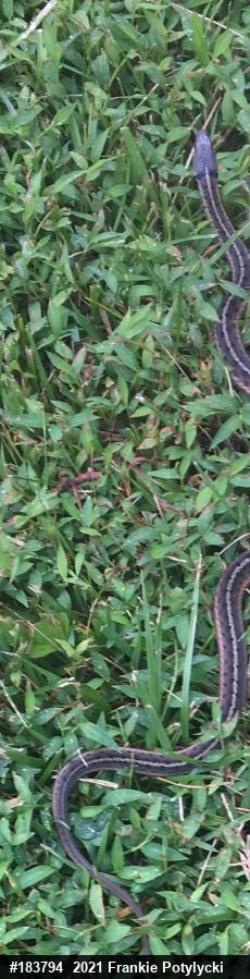 Eastern Gartersnake