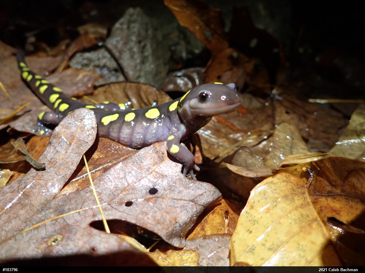 Spotted Salamander