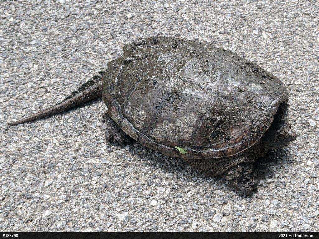 Snapping Turtle