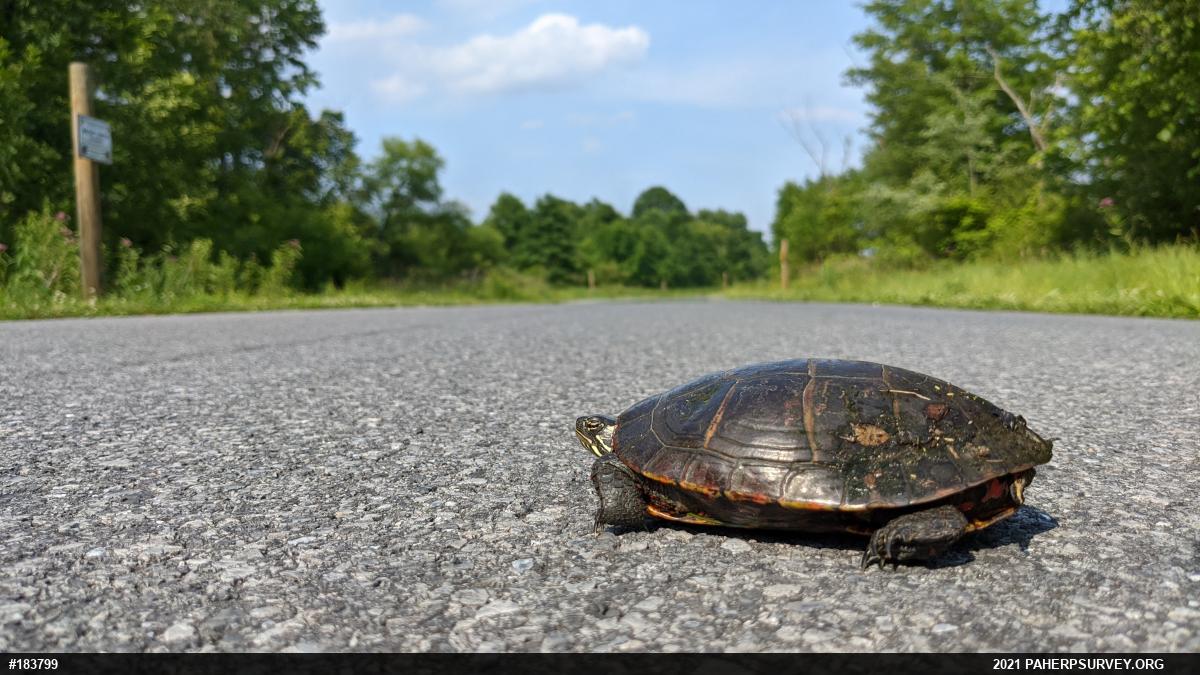 Eastern Painted Turtle