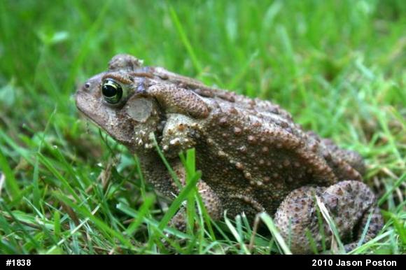 Eastern American Toad