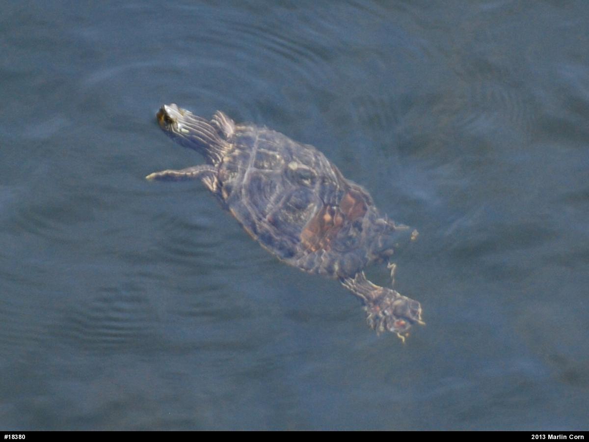 Northern Map Turtle