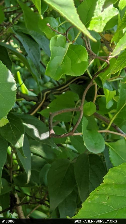 Queensnake