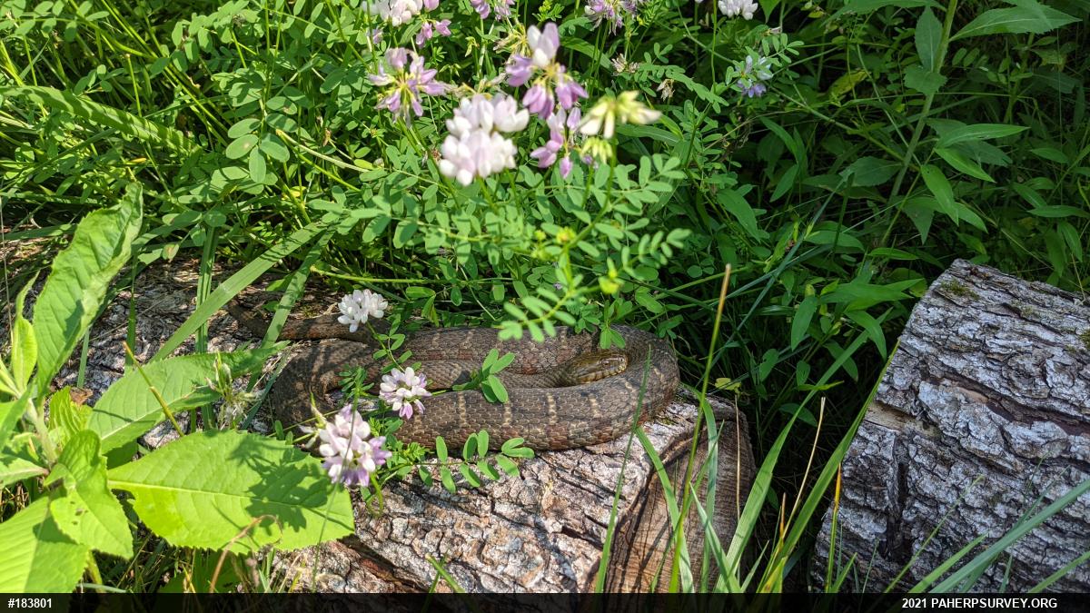Northern Watersnake