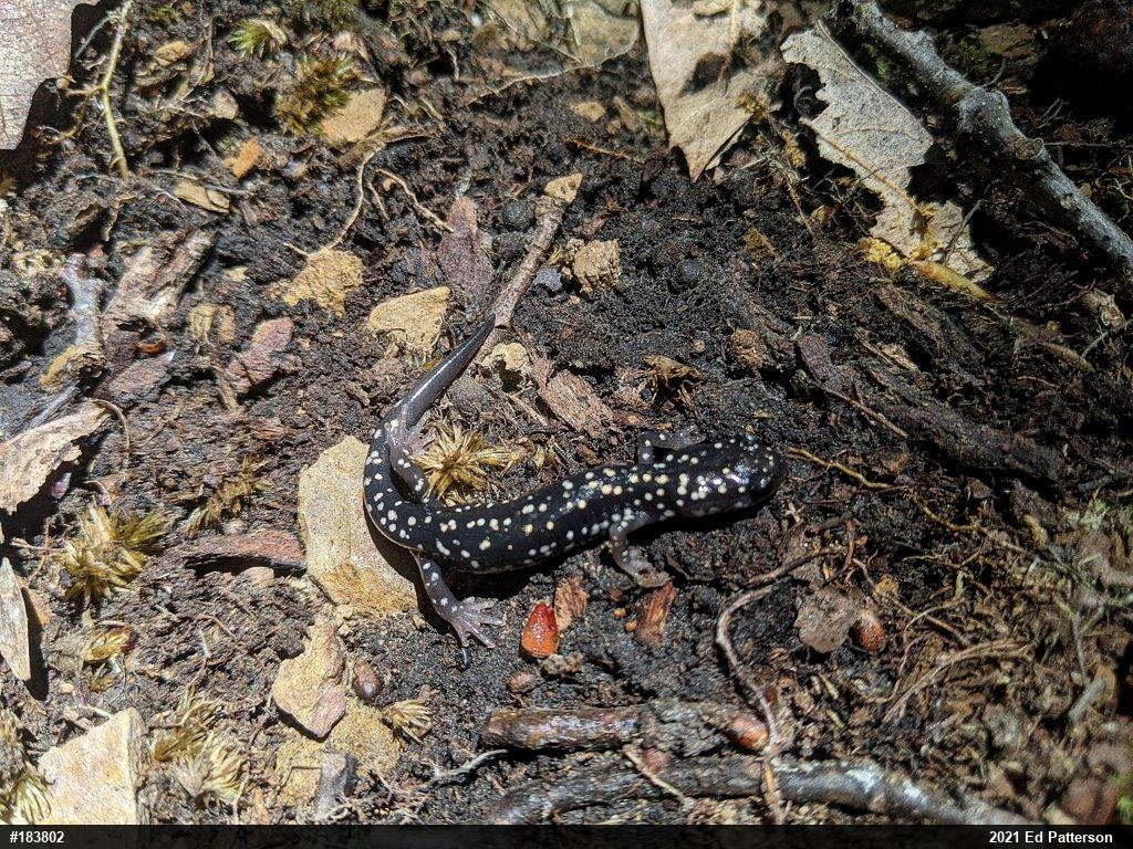 Northern Slimy Salamander
