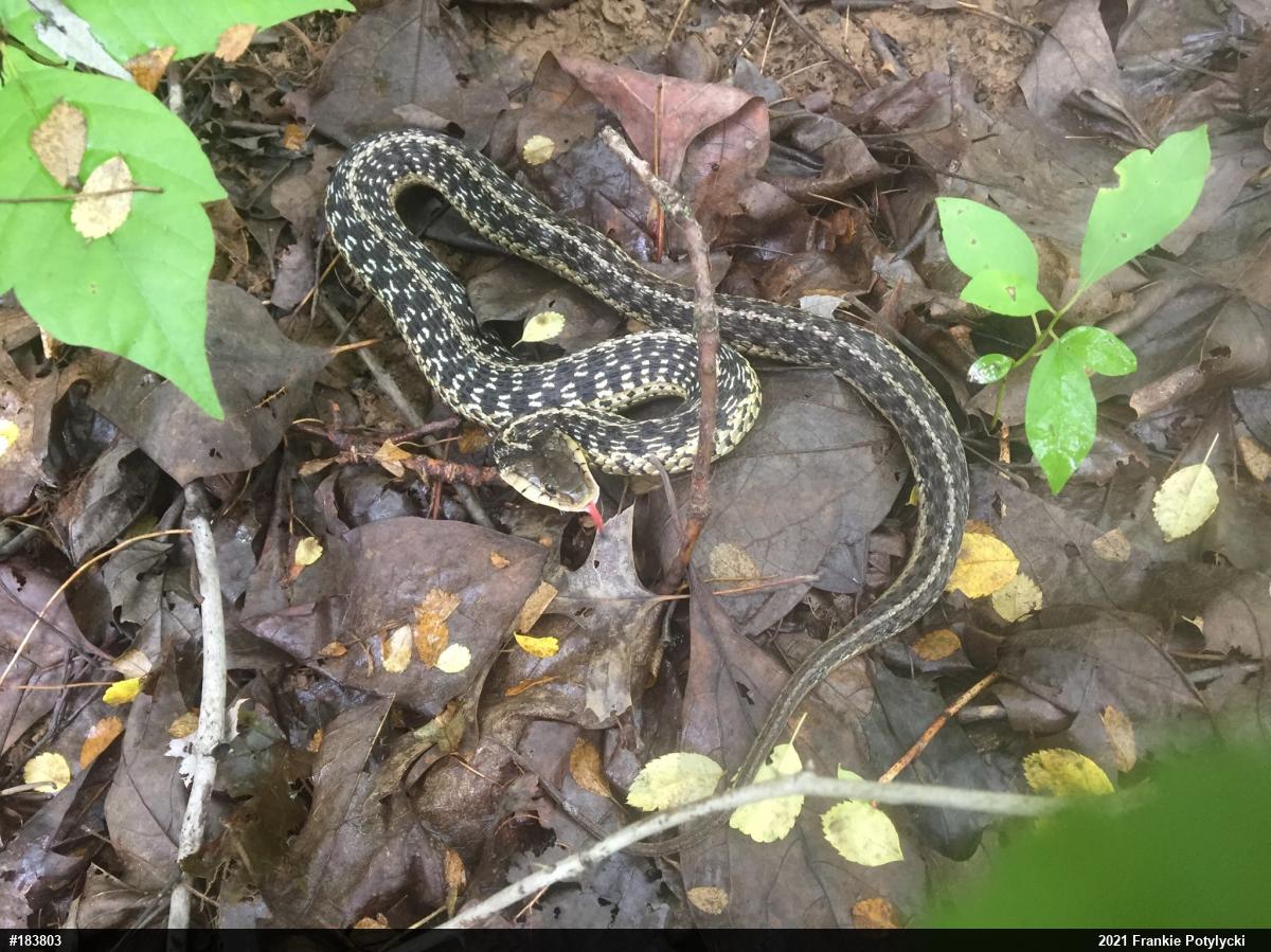 Eastern Gartersnake