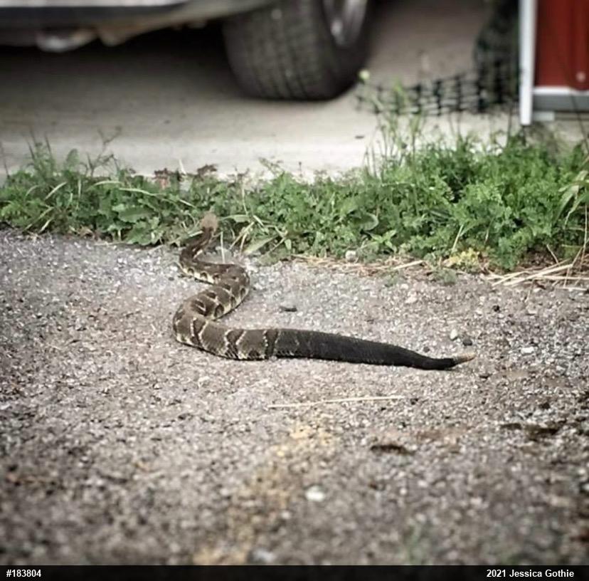 Timber Rattlesnake